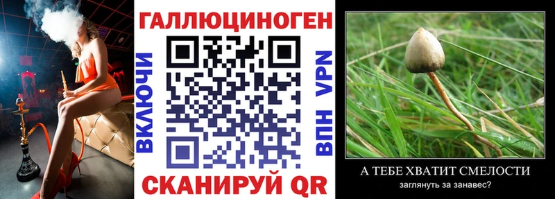 Псилоцибиновые грибы Cubensis Сальск